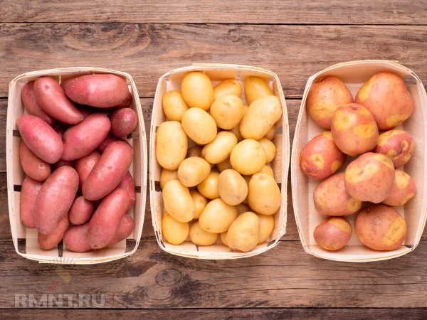





Самые популярные сорта картофеля



