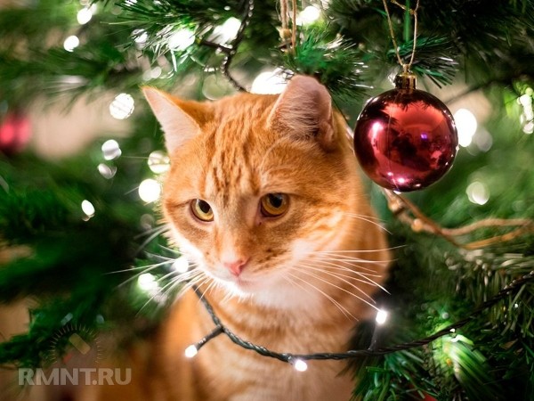





Как защитить новогоднюю ель от котов и детей



