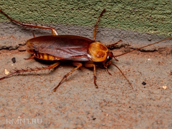 





Худшие насекомые, которые могут завестись в вашем доме



