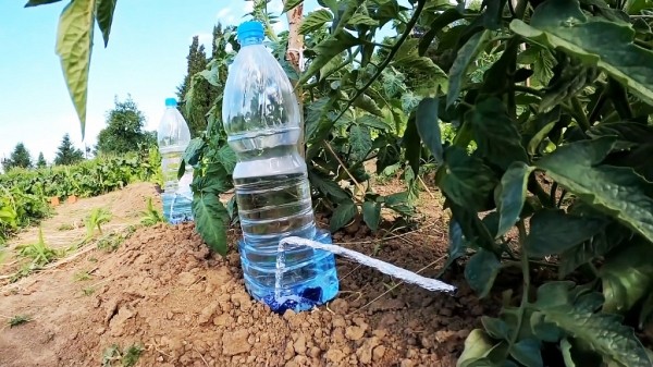 Капельный полив из пластиковых бутылок: решение для практичных и экономных
